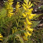 Corydalis cheilanthifolia Habitus