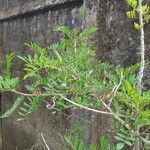 Indigofera suffruticosa ഇല