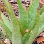 Aloe maculata Leaf