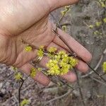 Lindera benzoinFlower