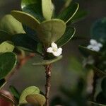 Fernelia buxifolia Lorea