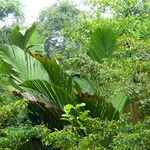 Manicaria saccifera Leaf