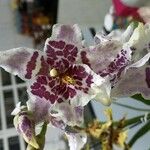 Zygopetalum maculatum Flower