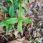 Lysimachia quadrifolia Leaf