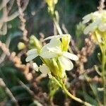 Biscutella auriculata Fleur