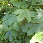 Sassafras albidumഇല