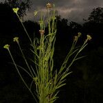 Sida linifolia Habitus