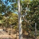Acrocarpus fraxinifolius Vatany