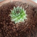 Sempervivum calcareum Blad