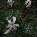 Crinum erubescens ফুল