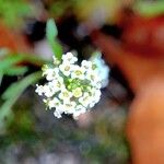 Lobularia maritima Virág