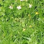 Silene italica Pokrój