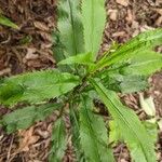 Physostegia virginiana Лист