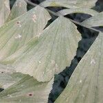 Caryota obtusa Hoja