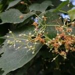 Tilia mongolica Fruit