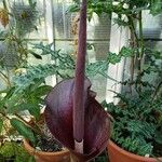 Amorphophallus konjac Flower