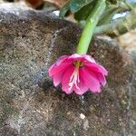 Passiflora tripartita 花