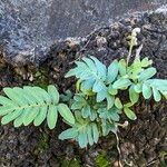 Pleopeltis polypodioides Fuelha