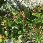 Salix herbacea Іншае