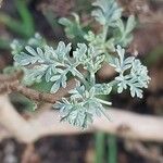 Artemisia arborescens Leht