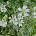 Cerastium tomentosum Flor