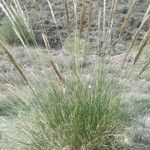 Macrochloa tenacissima Цветок