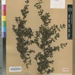 Peponidium decaryi Diğer