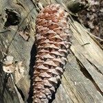 Pinus lambertiana Fruto