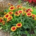 Gaillardia pulchellaموطن