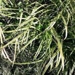 Carex pendula Blad
