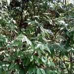 Cinnamomum verum 整株植物