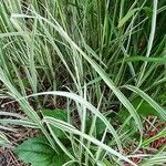 Phalaris arundinacea Feuille