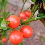 Solanum pseudocapsicum Fruto