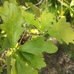 Quercus robur Blad