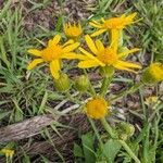 Senecio ampullaceus Кветка