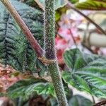 Begonia incarnata Rusca