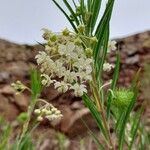 Gomphocarpus fruticosus Flor