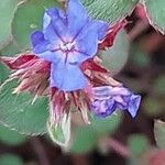 Ceratostigma willmottianum Flower