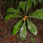 Clavija costaricana Leaf