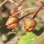 Scrophularia scorodonia Fruit