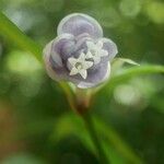 Psychotria urbaniana Virág