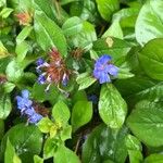 Ceratostigma plumbaginoidesFlower