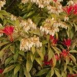 Pieris japonica Floro