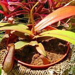 Nepenthes × neglecta 整株植物