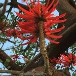 Erythrina speciosa Inny