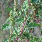 Amaranthus powellii 葉