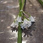 Allium triquetrum Leaf