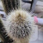 Pilosocereus tillianus Otro