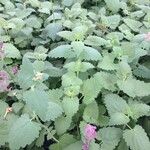 Agastache mexicana Агульны выгляд