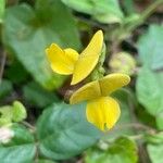 Vigna luteola Vivejo